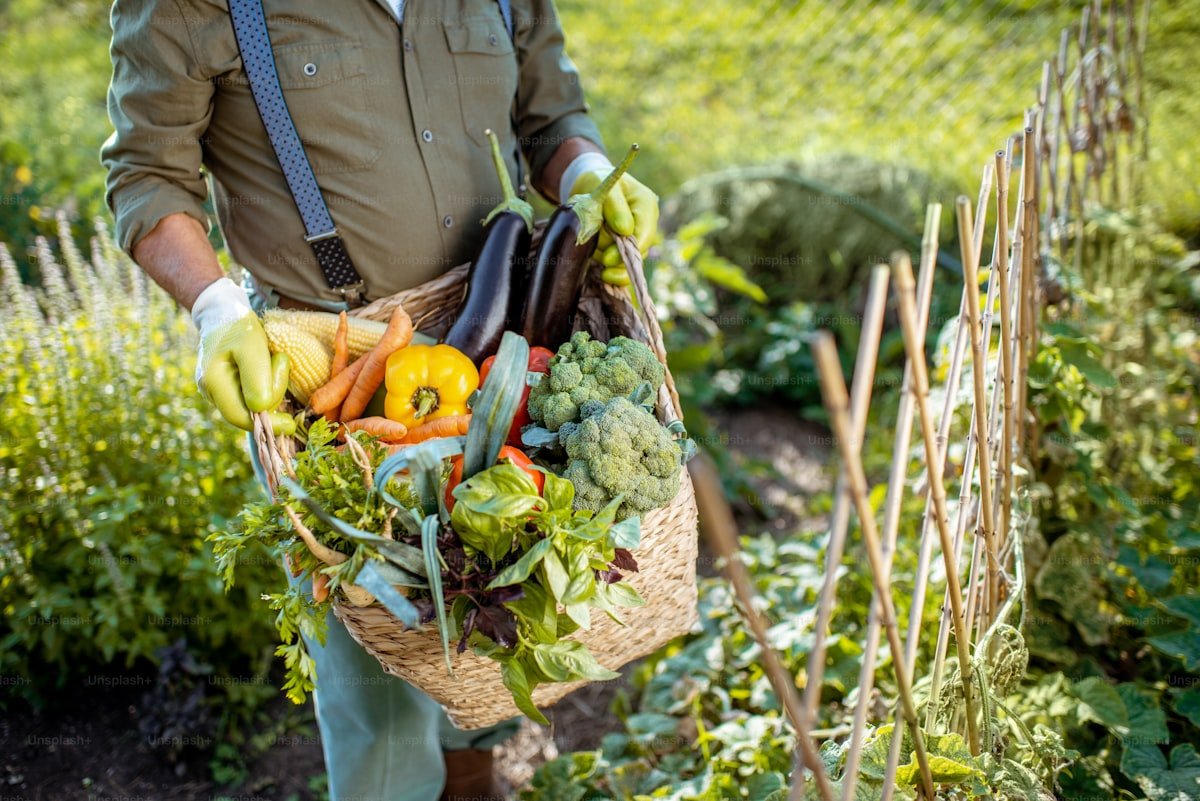 Vegetable garden